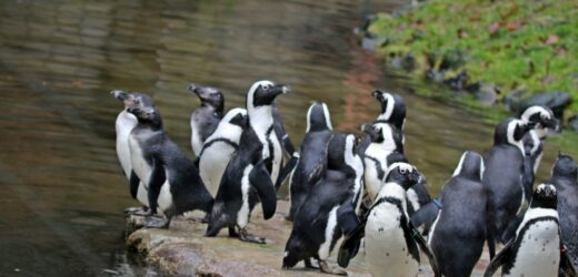 Pingwiny przylądkowe przyszły na świat w gdańskim zoo. Gatunek na skraju wyginięcia