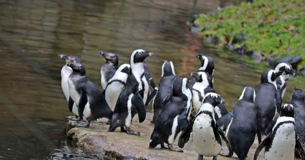 Pingwiny przylądkowe przyszły na świat w gdańskim zoo. Gatunek na skraju wyginięcia