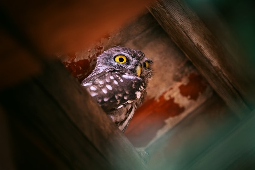 Te ptaki nie skorzystają z klasycznego karmnika. Postaw im literę „T”