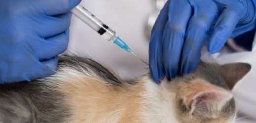 Całe miasto musi zaszczepić swoje koty