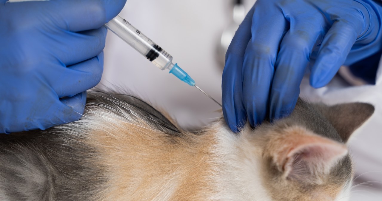 Całe miasto musi zaszczepić swoje koty