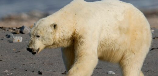 Heroiczna walka. Rzucił się na niedźwiedzia, by ratować żonę