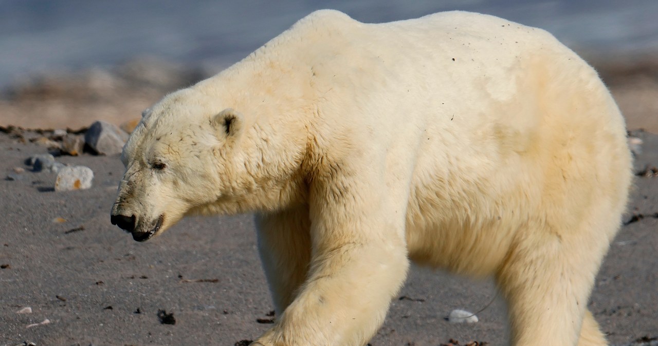 Heroiczna walka. Rzucił się na niedźwiedzia, by ratować żonę