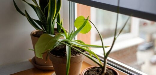 Naturalny nawilżacz powietrza. Kaszel i łzawiące oczy pójdą w niepamięć