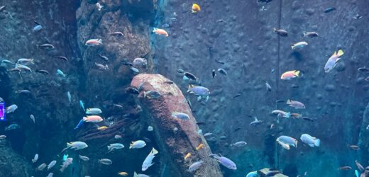 ​Każda ryba się liczy. Ewidencja we wrocławskim zoo