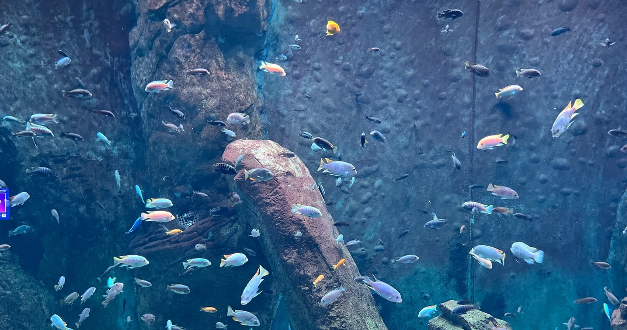 ​Każda ryba się liczy. Ewidencja we wrocławskim zoo