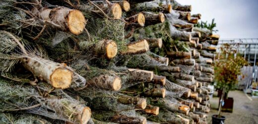 Ile zapłacimy za choinkę w Lasach Państwowych? Zależy m.in. od regionu