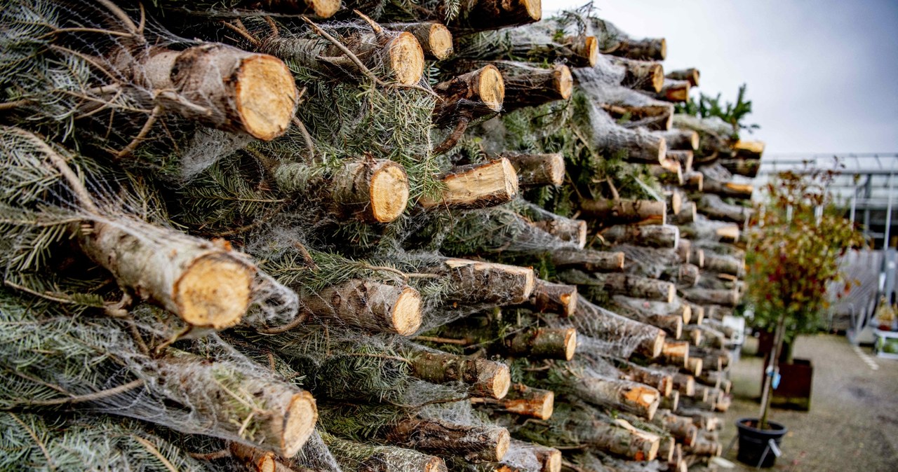 Ile zapłacimy za choinkę w Lasach Państwowych? Zależy m.in. od regionu