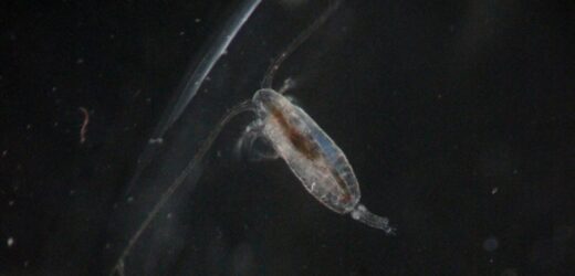 Wykorzystać plankton do wyciągania CO2 z atmosfery