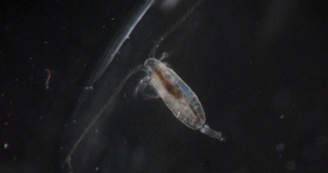 Wykorzystać plankton do wyciągania CO2 z atmosfery