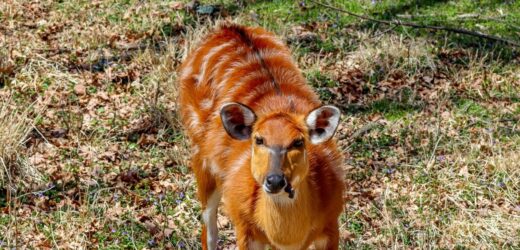 Afrykańska antylopa w lesie koło Węgorzewa