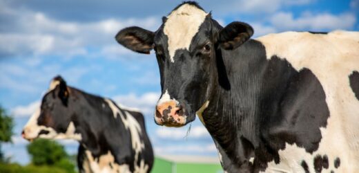 Chiny zablokowały Polskę. Tego importować nie wolno