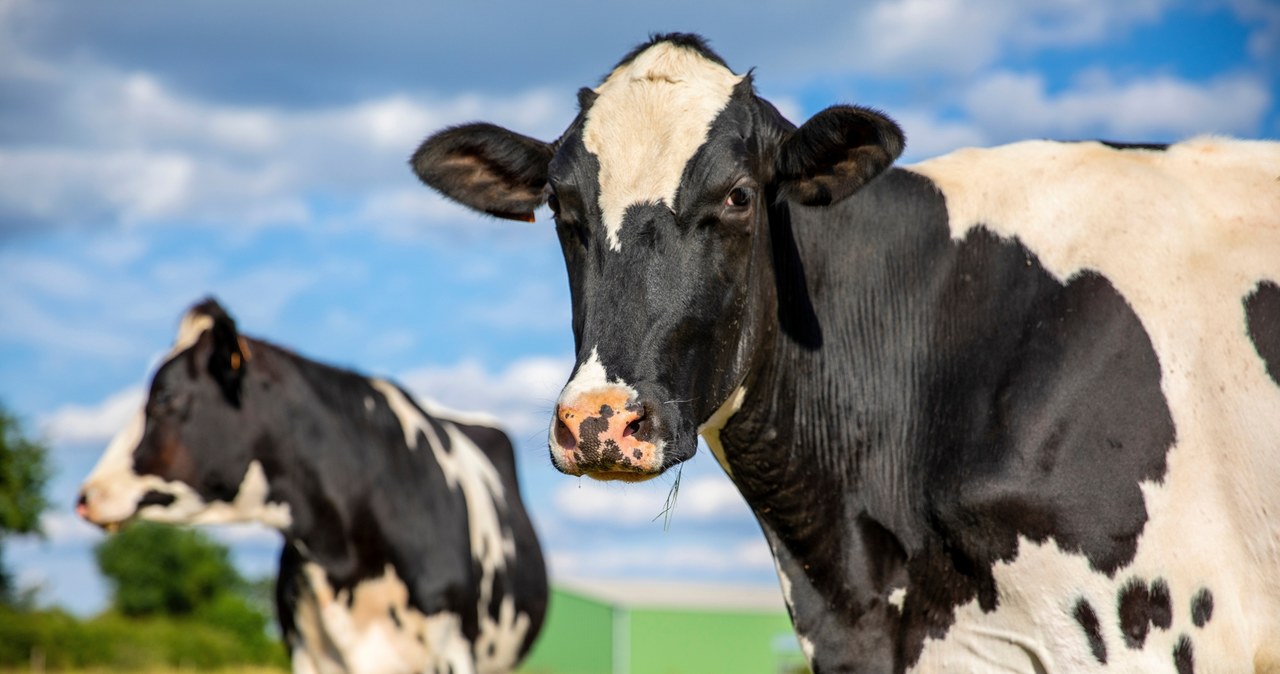 Chiny zablokowały Polskę. Tego importować nie wolno