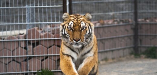 ​Horror w zoo. Opiekun tygrysa zapomniał zamknąć drzwi klatki