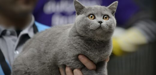 Kolejne miasto z obowiązkiem szczepienia kotów