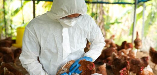 Ptasia grypa wywoła pandemię wśród ludzi? „Realniejsze niż nam się wydaje”