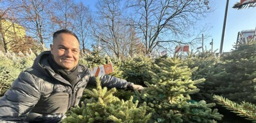 Jak wybrać choinkę? Mamy porady wprost z największej plantacji w Polsce!