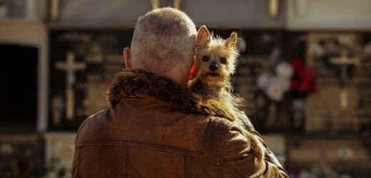 Z psem na cmentarz? Krakowianie wyrazili zdanie w sondażu