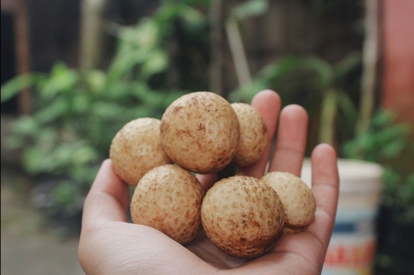 Tajemniczy owoc „oko smoka”. Strażnik zgrabnej sylwetki i spokojnego snu