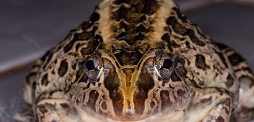 Gigantyczne żaby trafiły do gdańskiego zoo. To krytycznie zagrożony gatunek