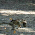 Kalifornijskie wiewiórki zmieniły zwyczaje. Polują na gryzonie