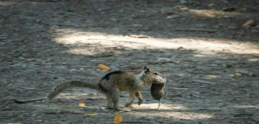 Kalifornijskie wiewiórki zmieniły zwyczaje. Polują na gryzonie