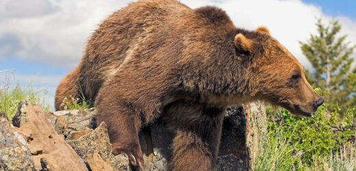 Postrzelony niedźwiedź spadł na myśliwego. Mężczyzna nie żyje