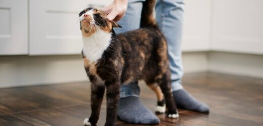 Kot podchodzi, a następnie odwraca się tyłem? Ten mały gest to ważny sygnał