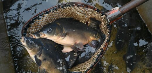 Ceny karpia. Ile w tym roku zapłacimy i jak wybrać dobrą rybę?