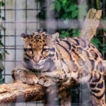 Dramat w ukraińskim zoo. Lampart zaatakował pracownika