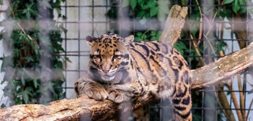 Dramat w ukraińskim zoo. Lampart zaatakował pracownika