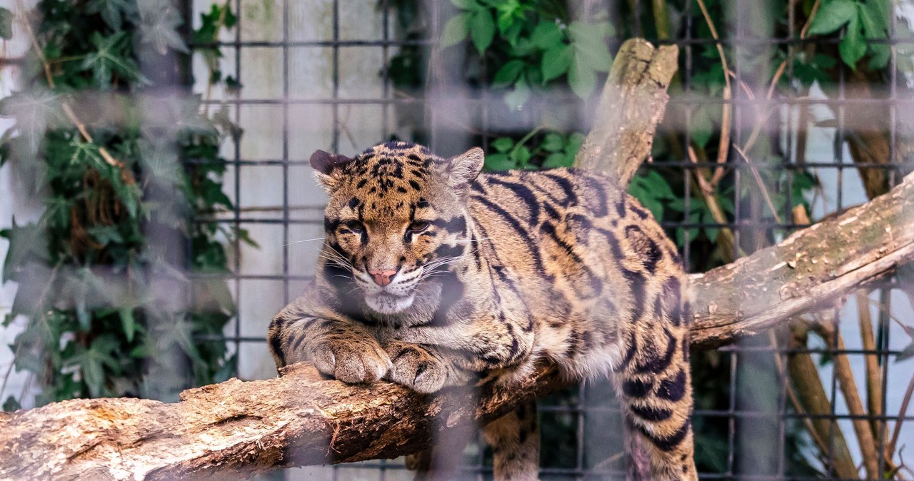 Dramat w ukraińskim zoo. Lampart zaatakował pracownika