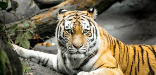 Ptasia grypa zbiera śmiertelne żniwo. Nie żyje 20 dzikich kotów