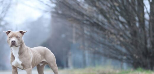 ​Koszmar w schronisku dla zwierząt. Pracownicy pobici przez właścicieli pitbulla