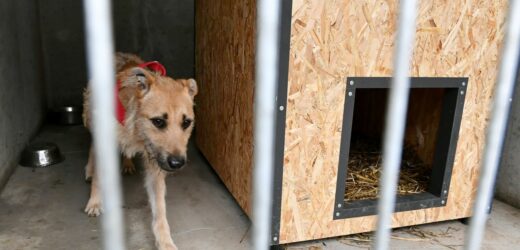 Pracownicy schroniska dla zwierząt pobici. Ojciec i syn usłyszeli zarzuty