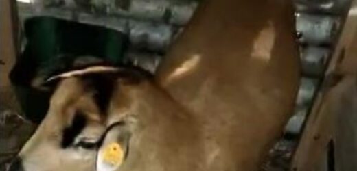 Ukradł 4-dniowego baranka. Złodzieja zarejestrowały kamery