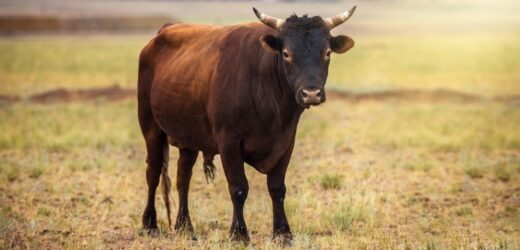 Byk zaatakował 70-latka na Mazowszu. Mężczyzna zmarł