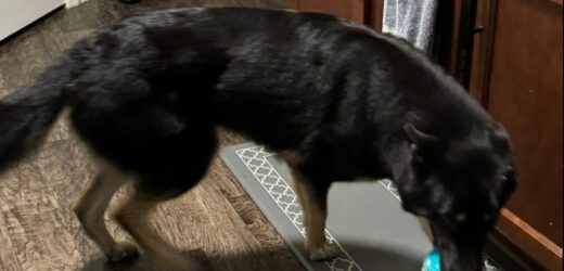 „Świąteczny cud”. Zaginiony pies wrócił do domu i zadzwonił do drzwi