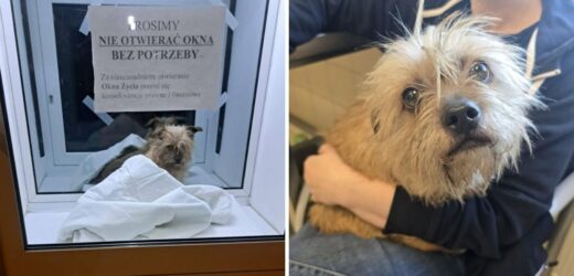 Zaskakujące odkrycie we Wrocławiu. Podrzucili psa do okna życia
