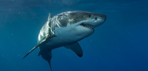 Atak rekina w popularnym egipskim kurorcie. Nie żyje turysta