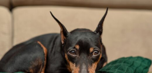 Schronisko podpowiada, jak pomóc psu przetrwać Sylwestra