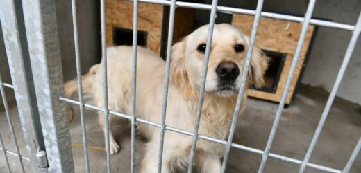 Atak na pracowników kieleckiego schroniska dla zwierząt. Kolejny ruch prokuratury