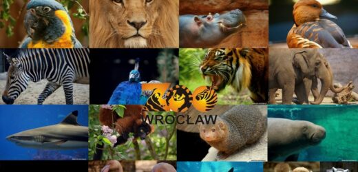 Nie strzelaj! W ciszy usłyszysz, co o fajerwerkach mówią zwierzęta