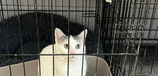 Karma i legowiska od RMF FM trafiły do schroniska w Sosnowcu