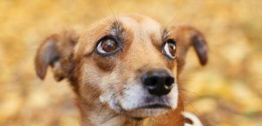 W Warszawie zbłąkanych zwierząt będzie szukał Sylwestrowy Patrol Animalsów