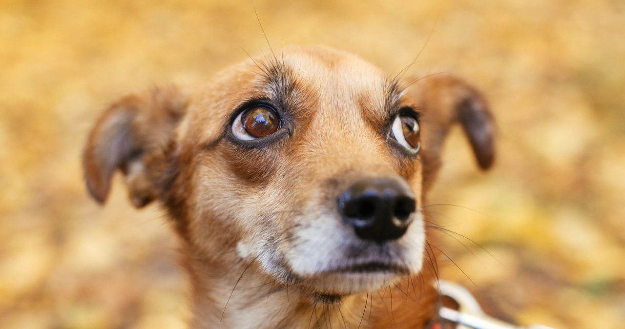 W Warszawie zbłąkanych zwierząt będzie szukał Sylwestrowy Patrol Animalsów