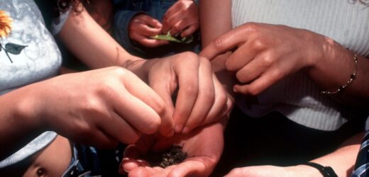 Struktura mózgu nastolatka zdradza podatność na używki