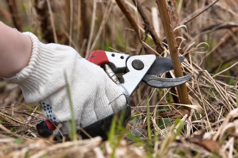 Zabieg wykonaj w lutym. Latem pokryją się bujnymi kwiatami i dorodnymi owocami