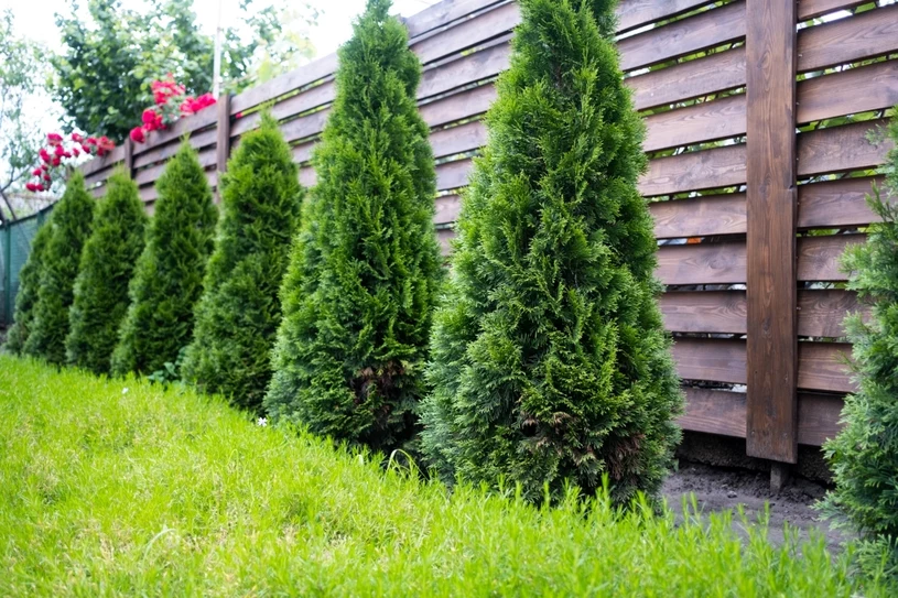 Źle posadzisz, sprzeczka z sąsiadem murowana. Odległość jest kluczowa dla pielęgnacji i korzeni
