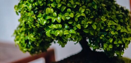 Zielona piątka zimowych balkonów. Będą uroczą ozdobą przez cały rok